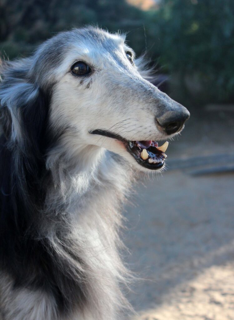 Cute Dog outisde